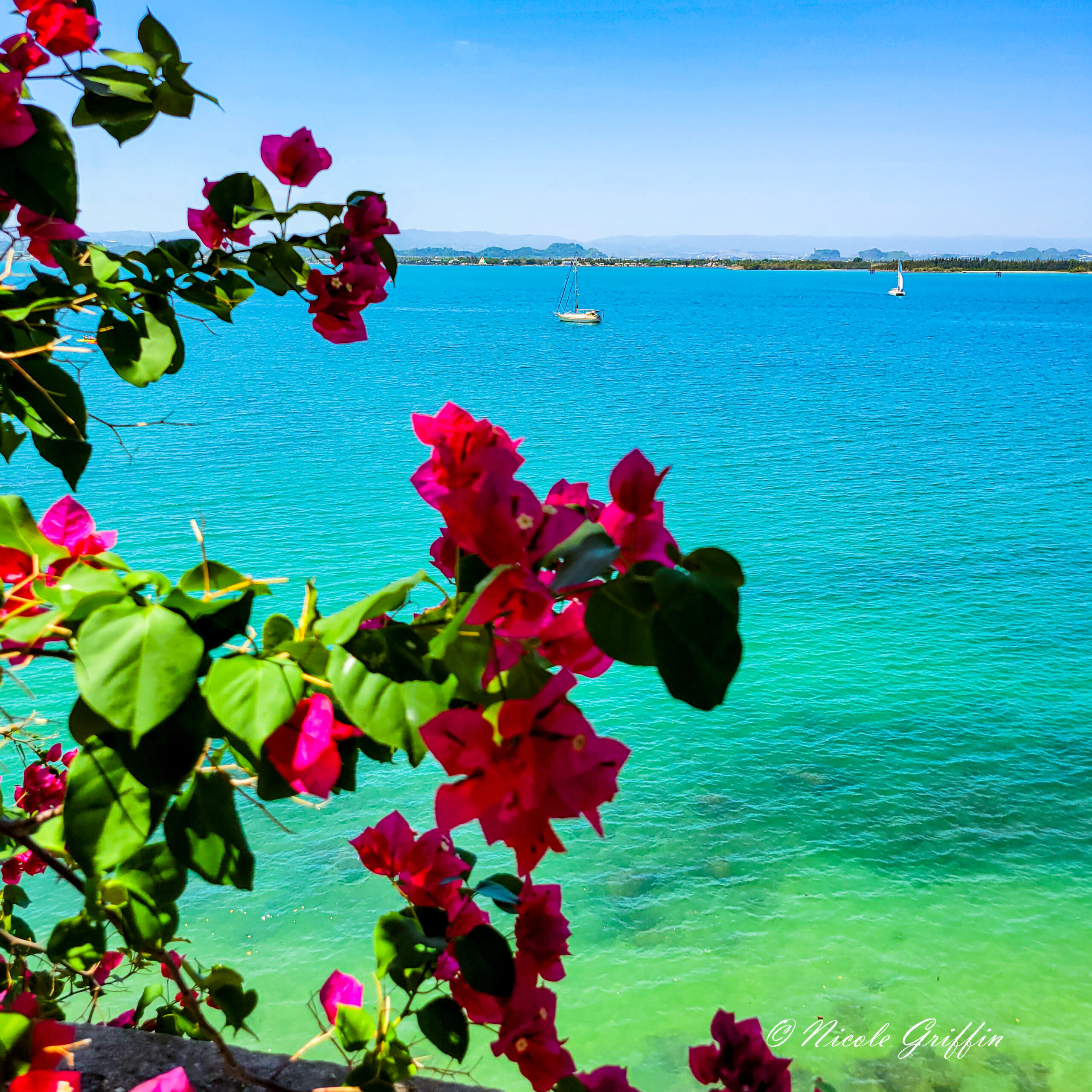 Flowers in front of blue and green waters