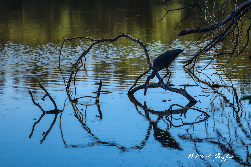 a heron stands on a branch plucking food from the water