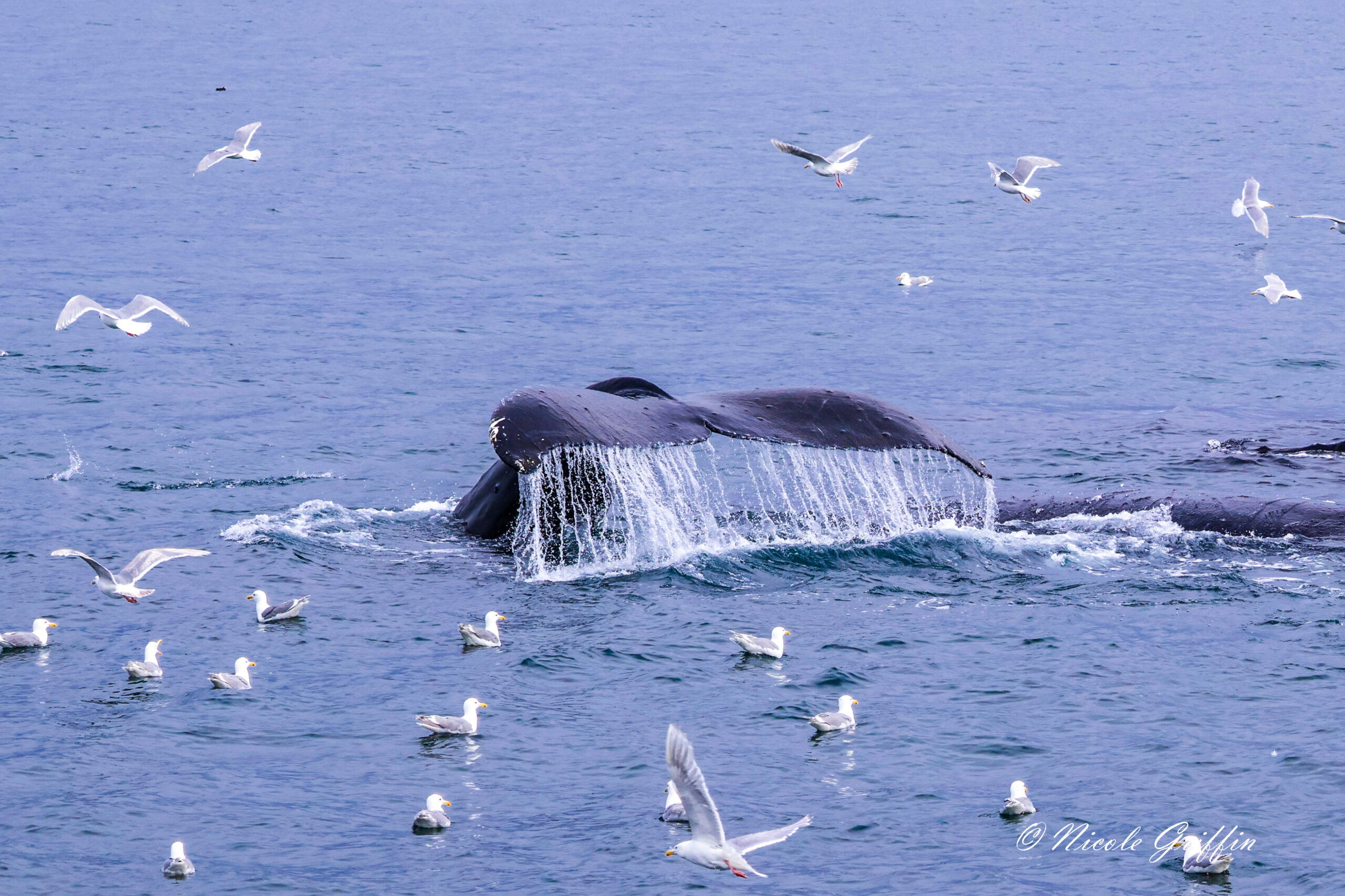 water streams off a whale's flipping tail