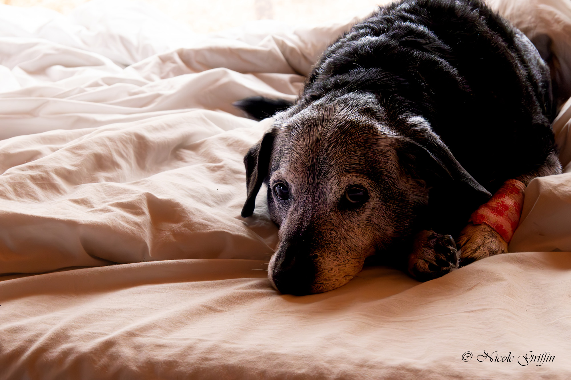 a dog lies amid white linens